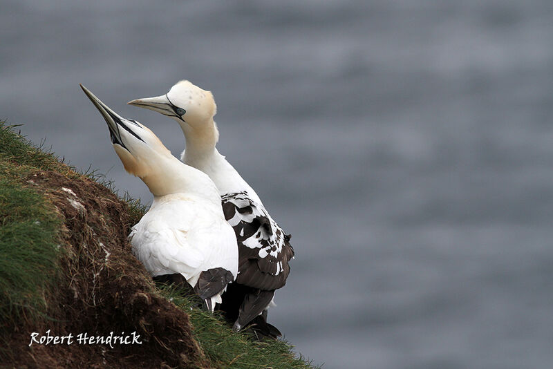 Northern Gannet