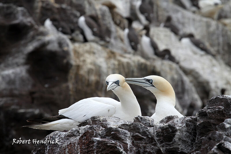 Northern Gannet