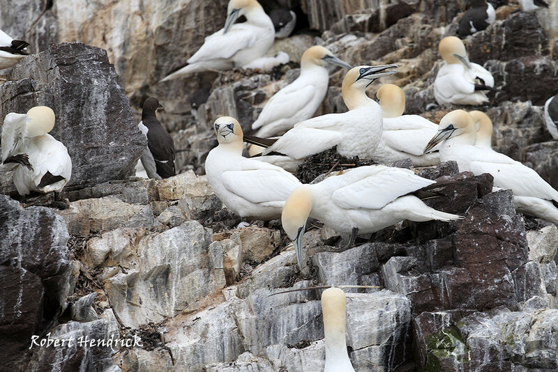 Northern Gannet