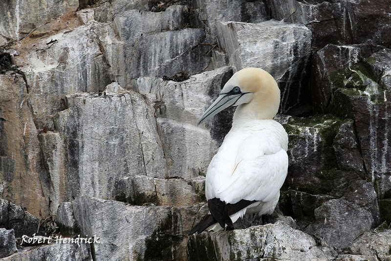 Northern Gannet