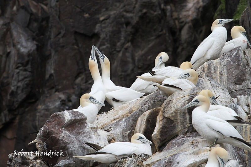 Northern Gannet