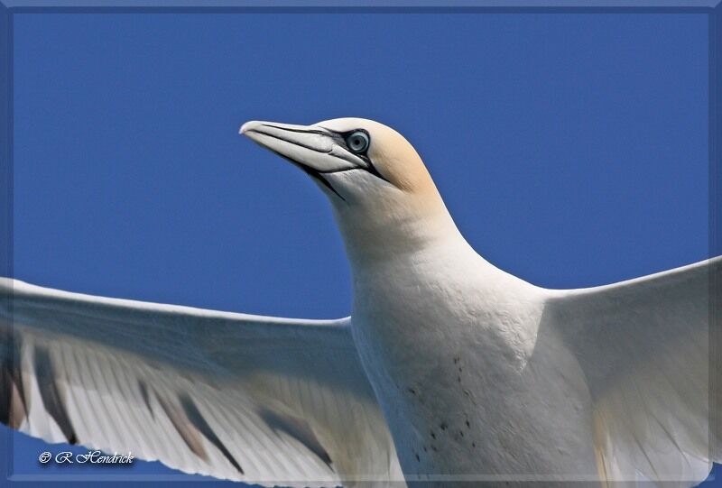 Northern Gannet