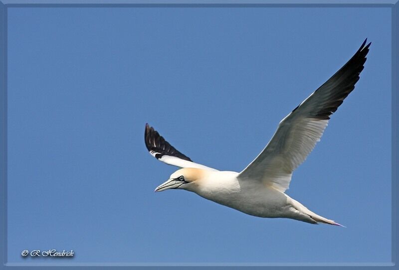 Northern Gannet