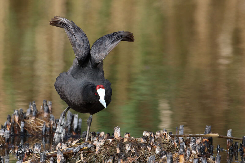 Red-knobbed Coot