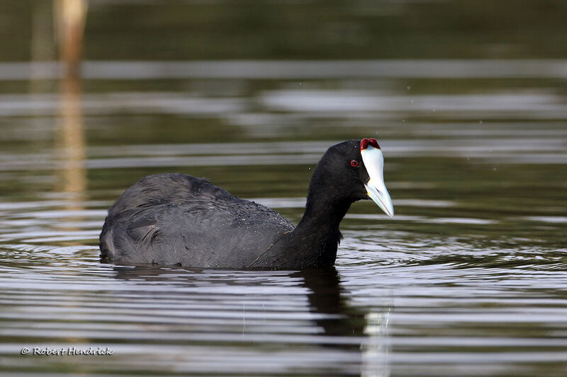 Red-knobbed Coot