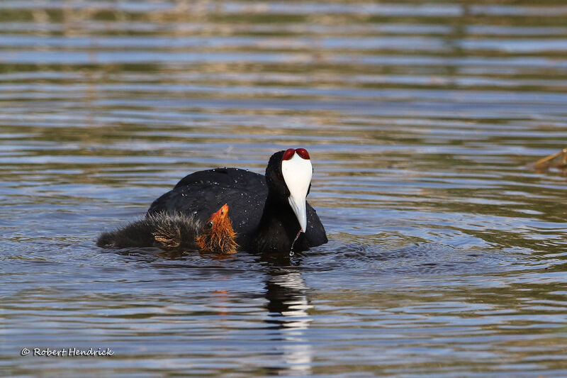 Red-knobbed Coot