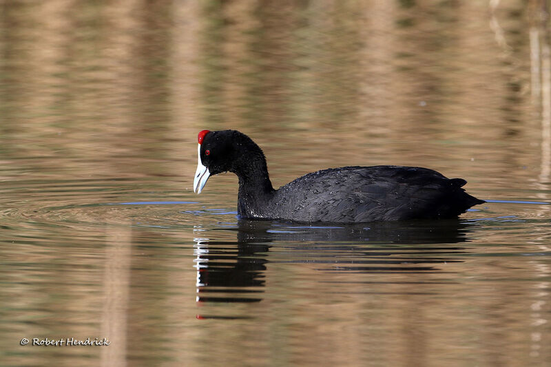 Red-knobbed Coot