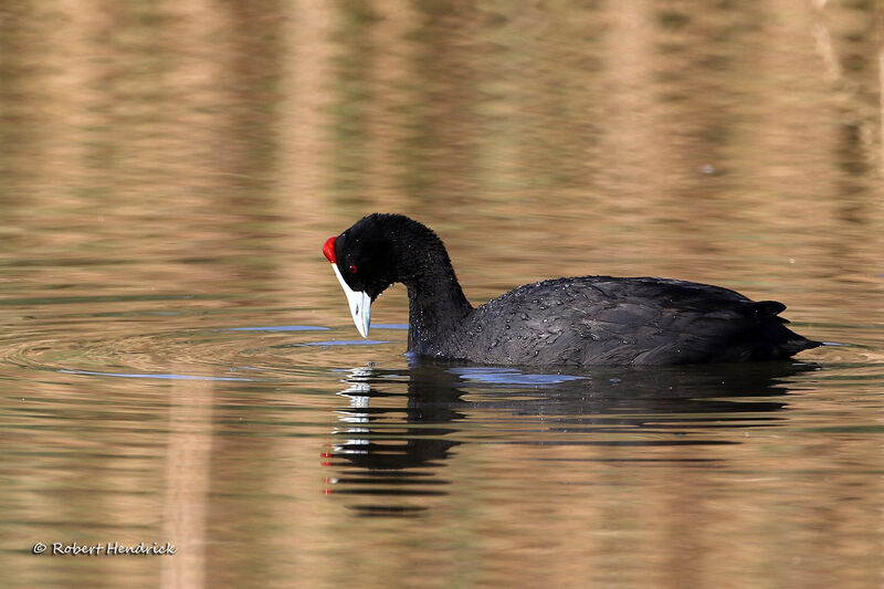 Red-knobbed Coot