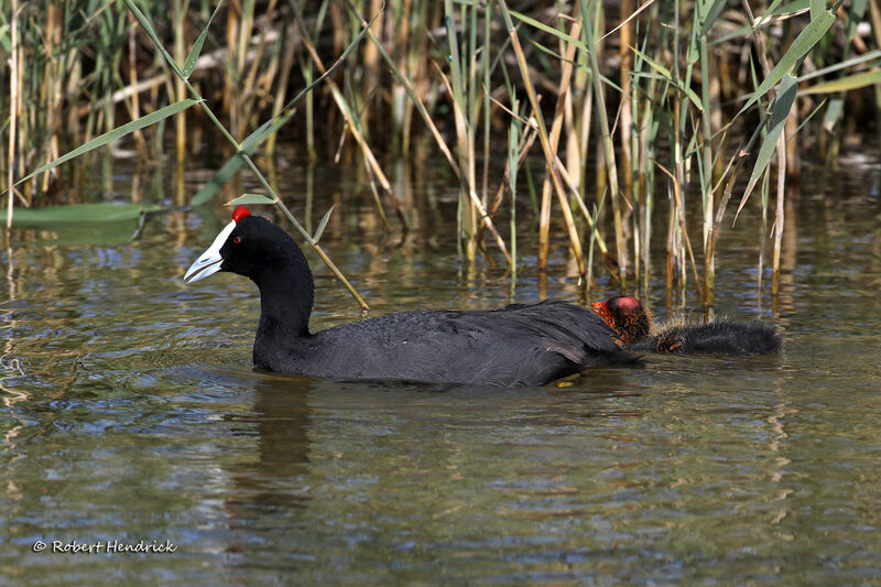 Red-knobbed Coot