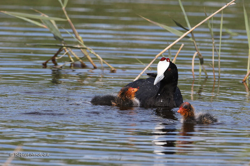 Red-knobbed Coot