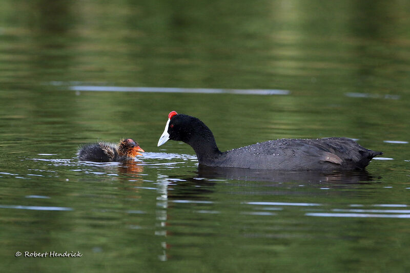 Red-knobbed Coot