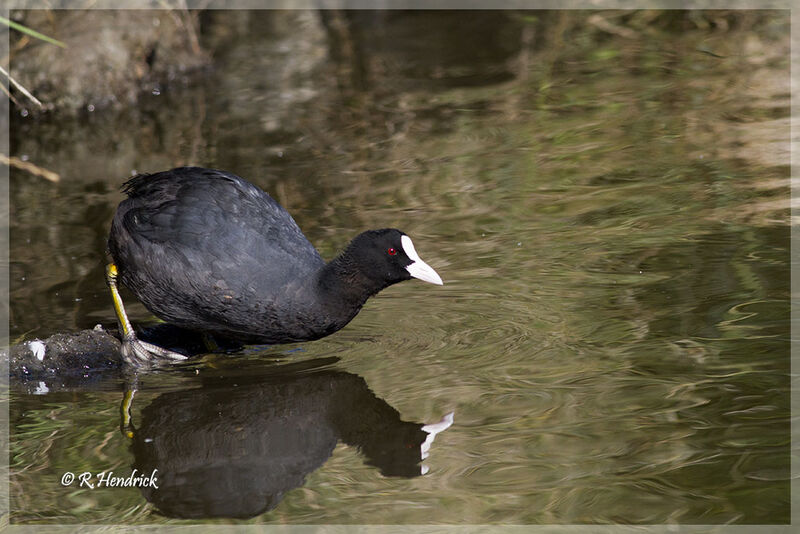 Eurasian Coot