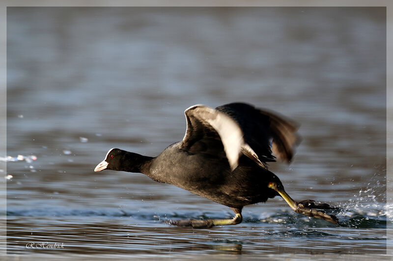 Eurasian Coot