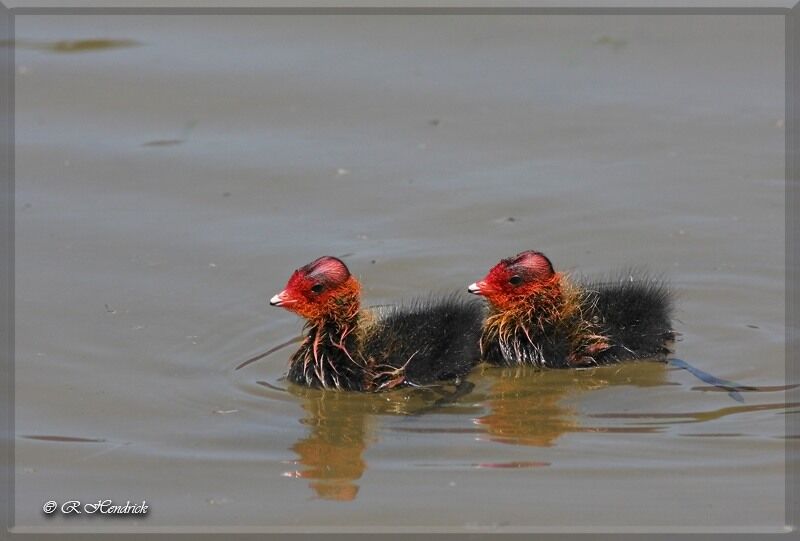 Eurasian Coot