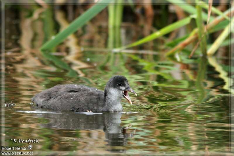 Eurasian Cootjuvenile, pigmentation