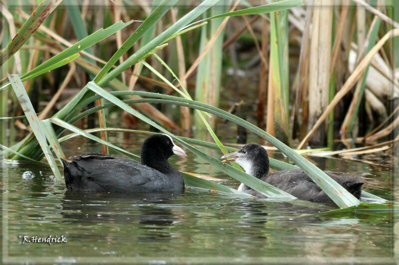 Eurasian Coot