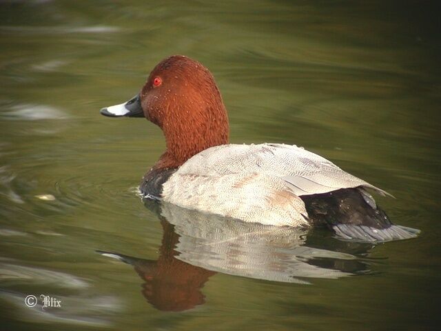 Common Pochard