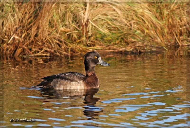 Tufted Duck