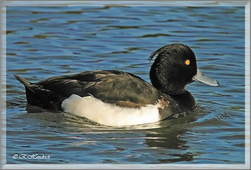 Tufted Duck