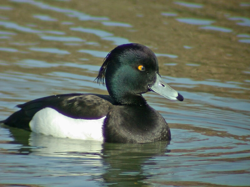 Tufted Duck