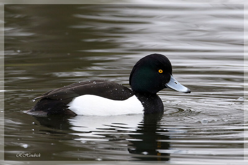 Tufted Duck