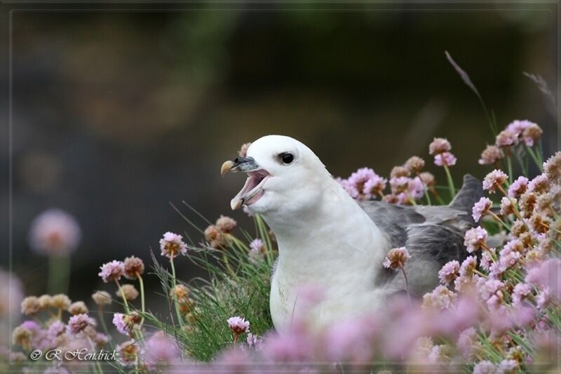 Fulmar boréal