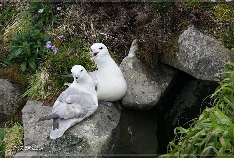 Northern Fulmar