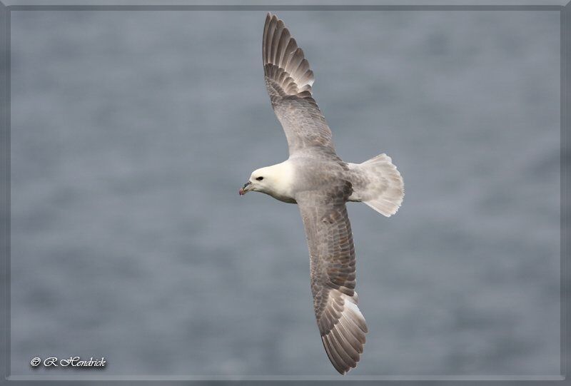 Northern Fulmar