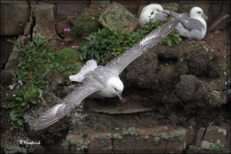 Northern Fulmar