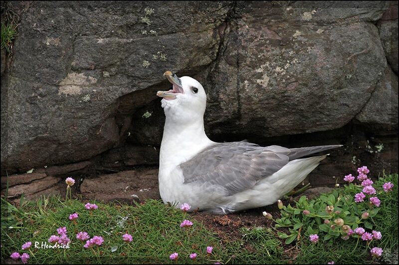 Northern Fulmar