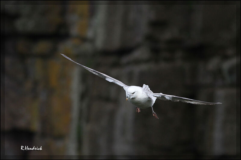 Fulmar boréal