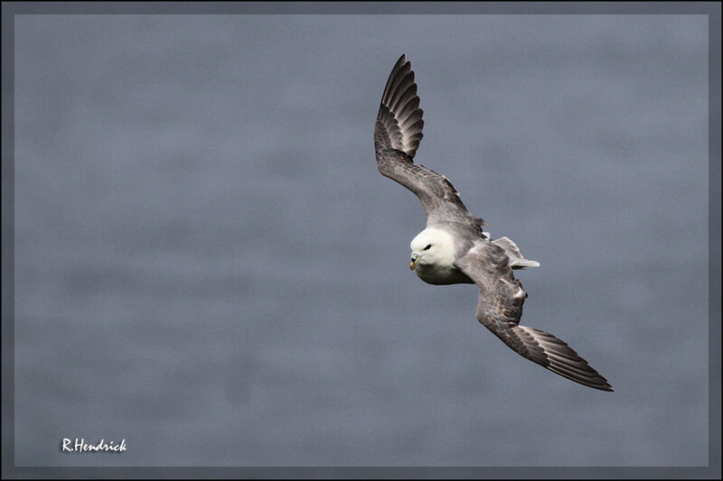 Northern Fulmar