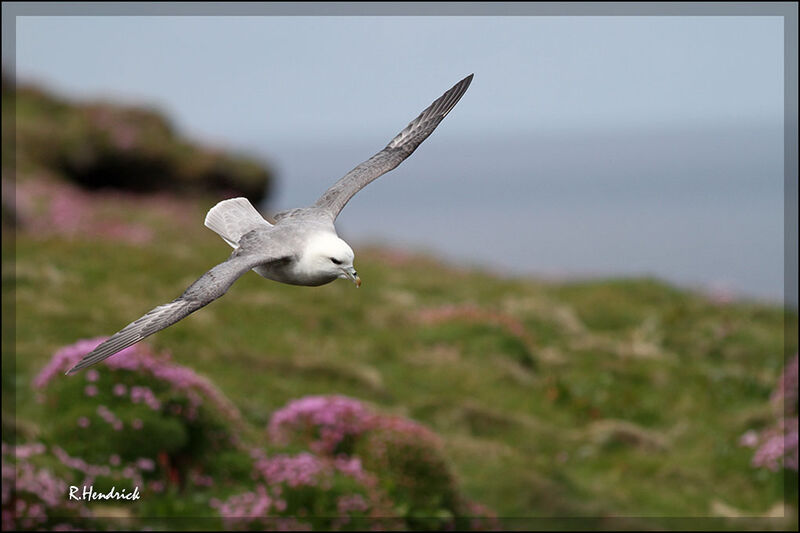 Fulmar boréal