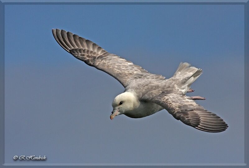 Fulmar boréal