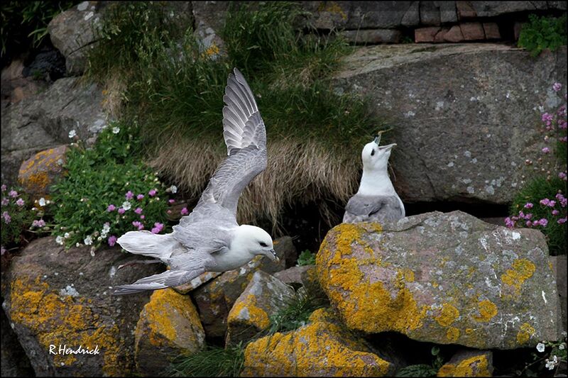 Fulmar boréal