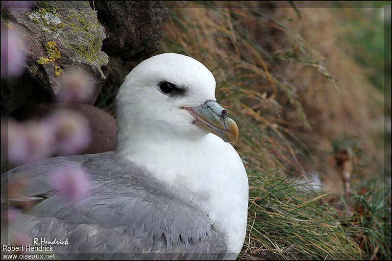 Northern Fulmaradult, close-up portrait