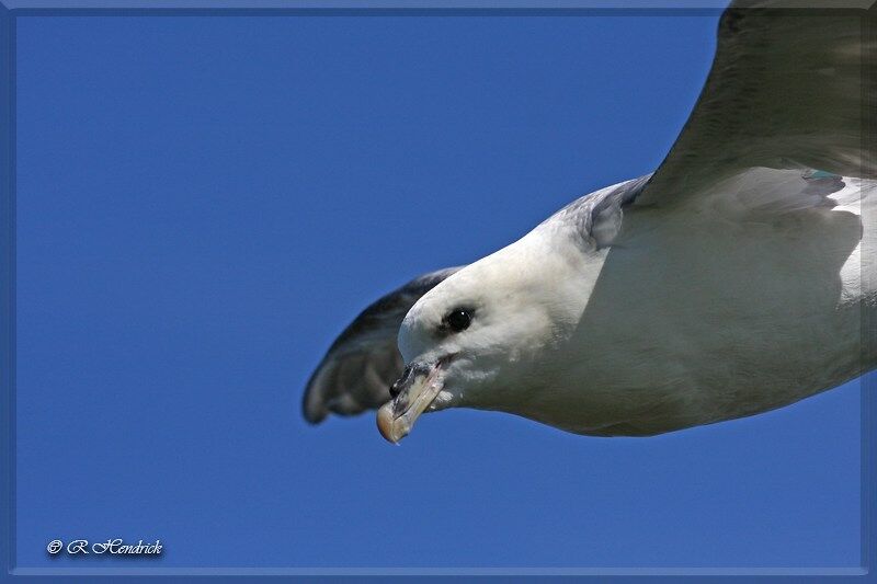 Fulmar boréal