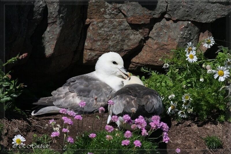 Fulmar boréal