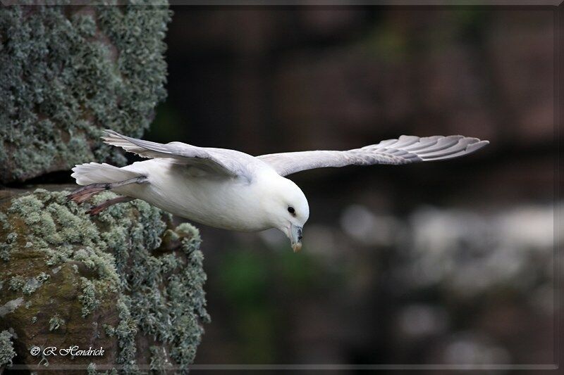 Northern Fulmar