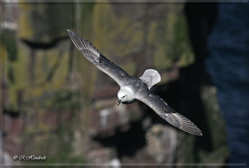 Fulmar boréal