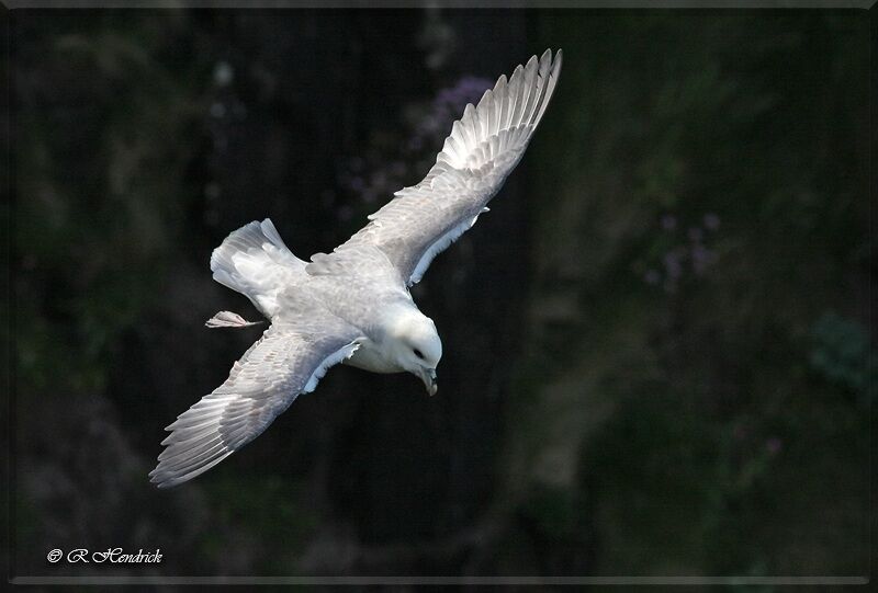 Fulmar boréal