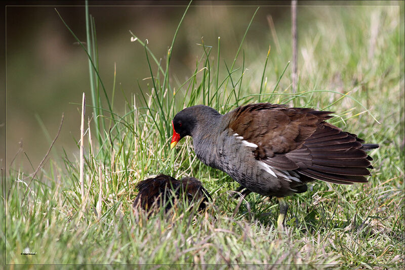 Gallinule poule-d'eau