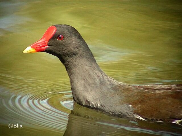 Gallinule poule-d'eau