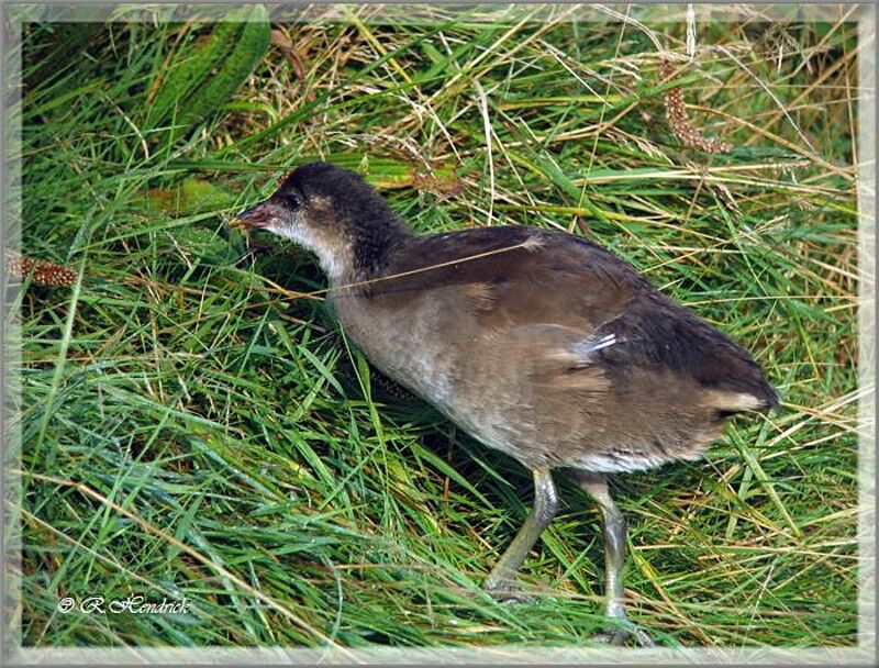 Gallinule poule-d'eau