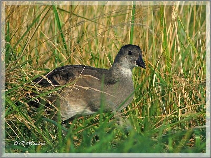 Common Moorhen