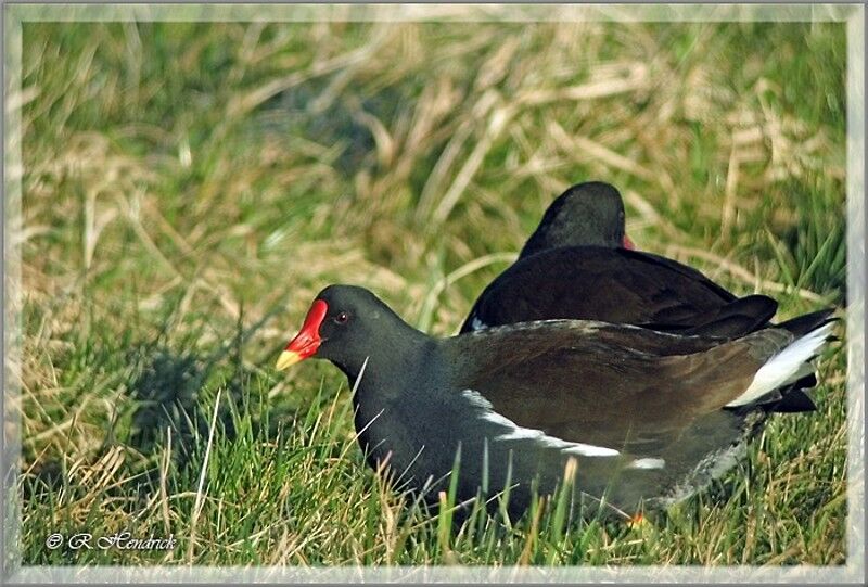 Gallinule poule-d'eau