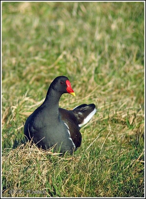 Gallinule poule-d'eau