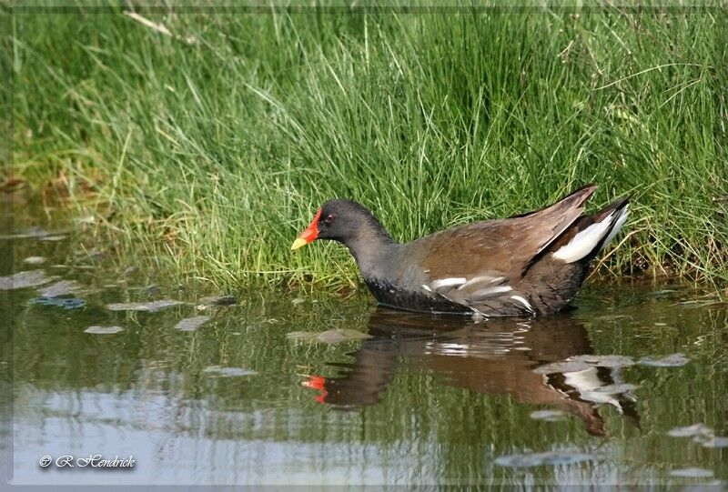 Gallinule poule-d'eau