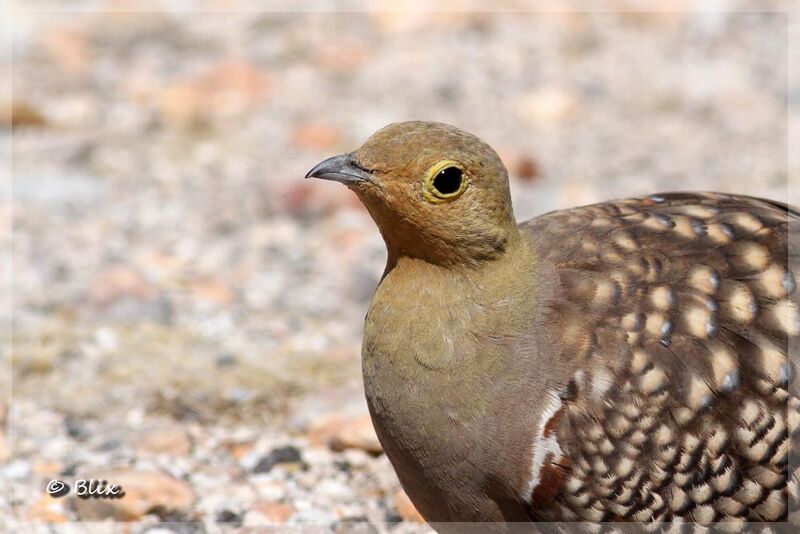 Namaqua Sandgrouse