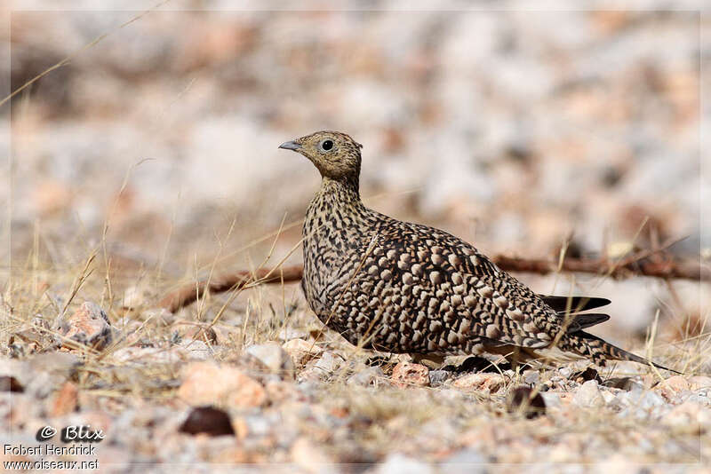 Namaqua Sandgrouse female adult, identification